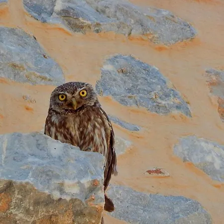 Antares Mani Areopoli