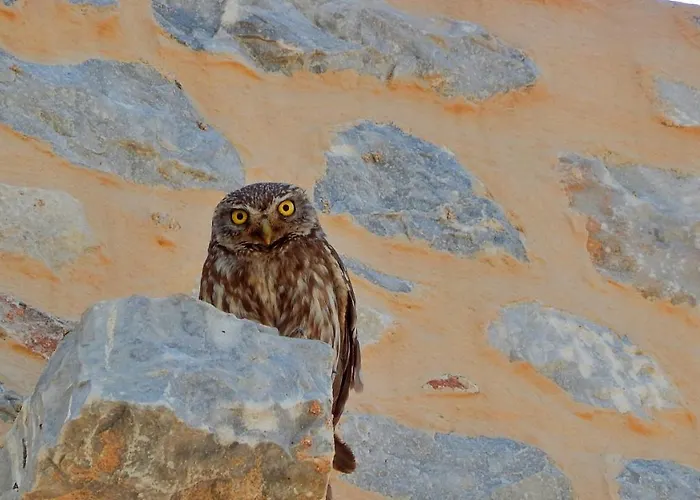 Antares Mani Areopoli